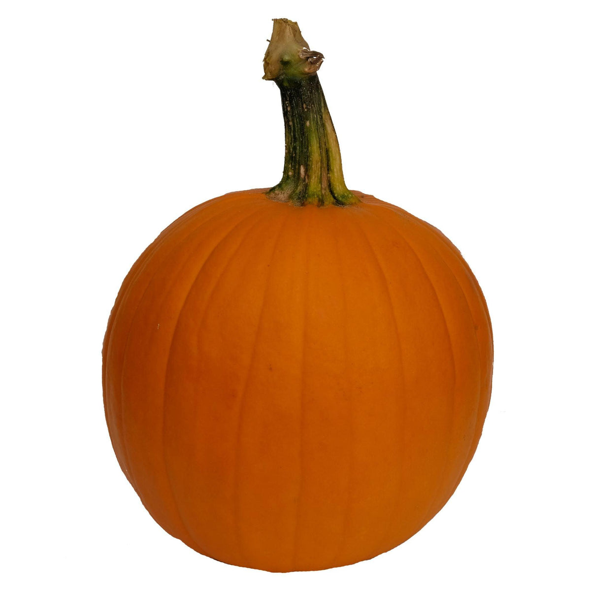 Medium Pumpkin