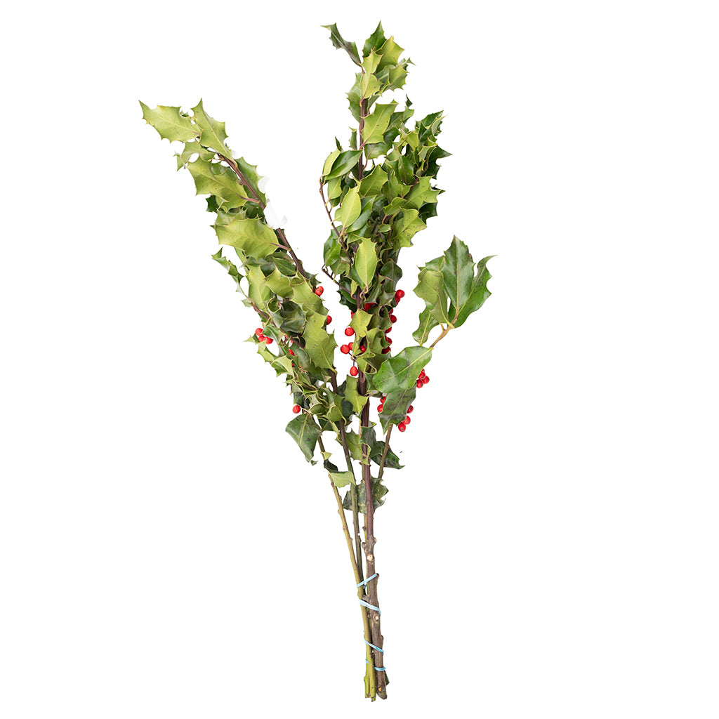 Holly Consumer Bunch Green