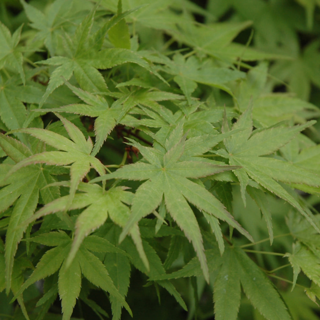 Beni Tsukasa Japanese Maple