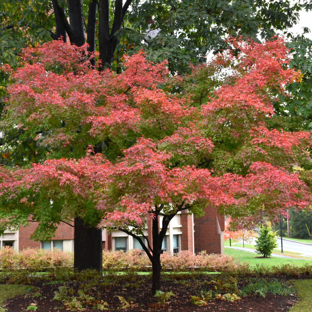Beni Tsukasa Japanese Maple
