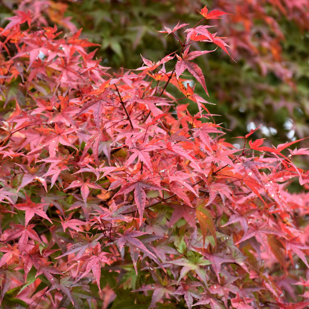 Beni Tsukasa Japanese Maple