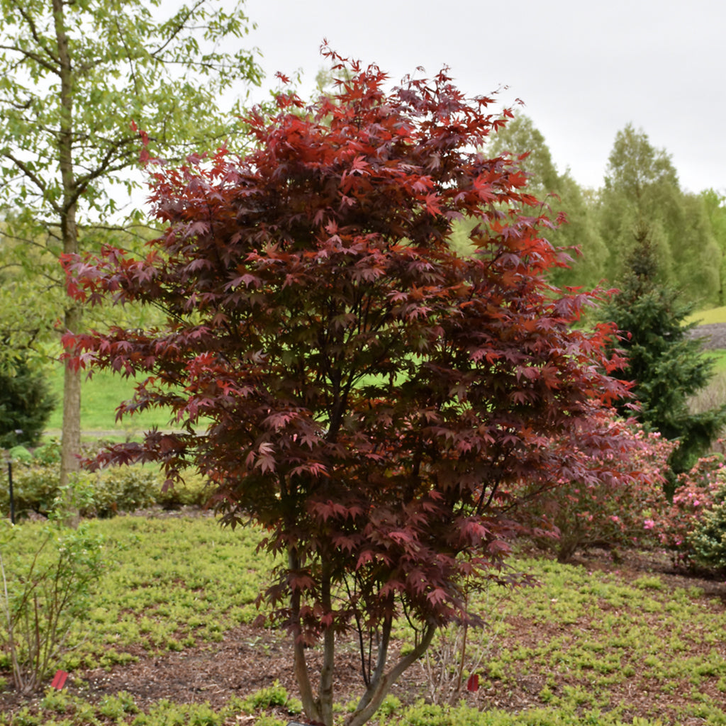 Emperor I Japanese Maple