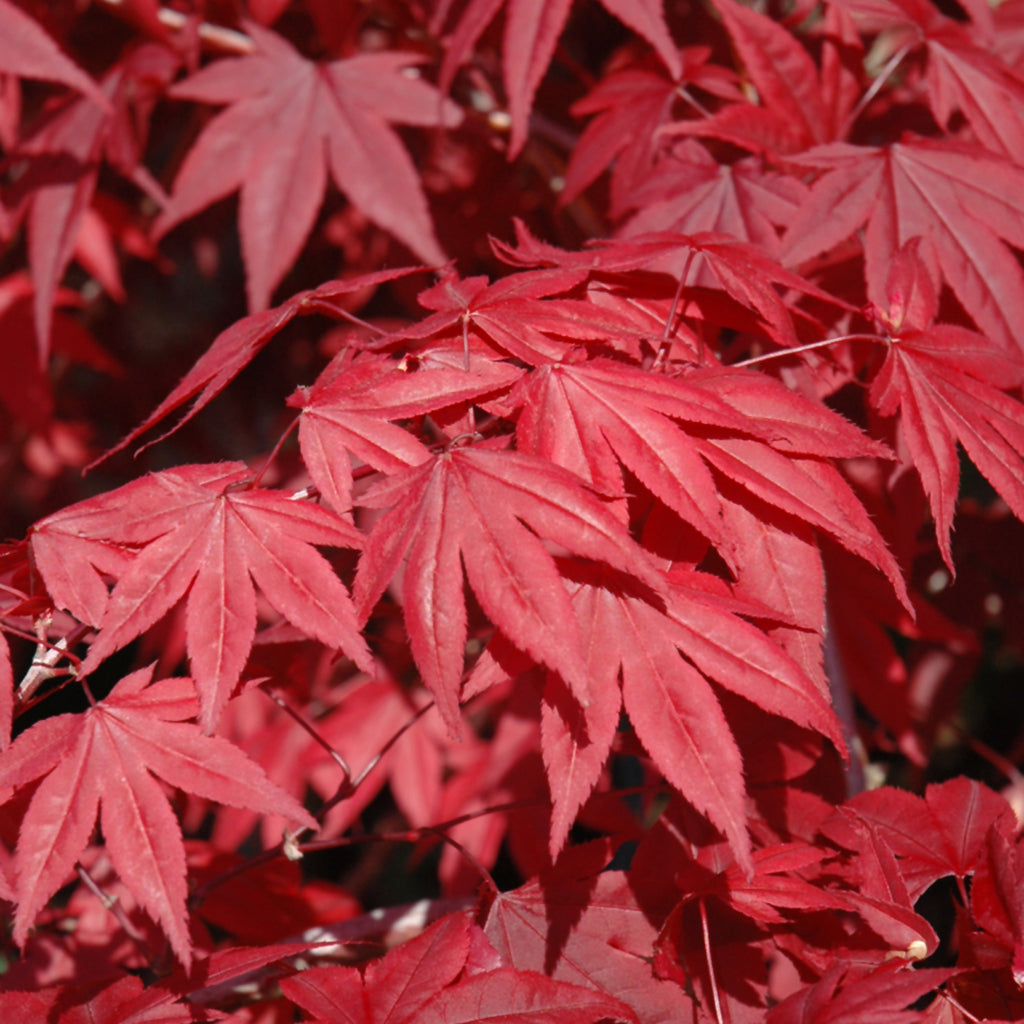 Emperor I Japanese Maple