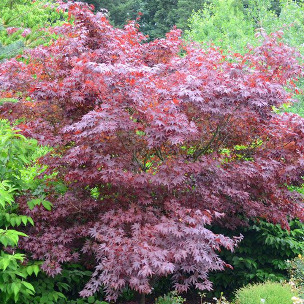 Fireglow Japanese Maple #10 125Cm Cg