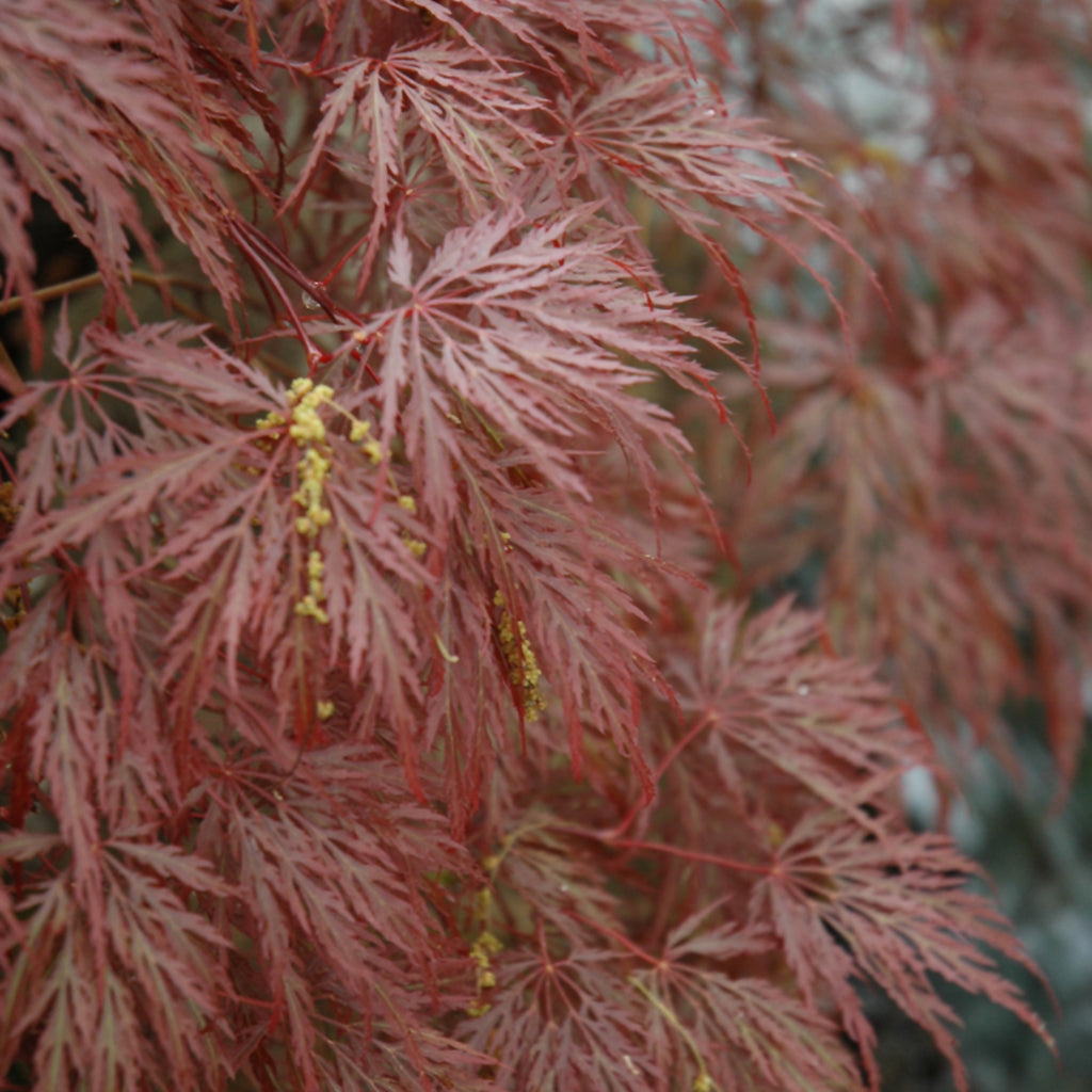 Inaba-Shidare Cutleaf Japanese Maple #10 100Cm Cg