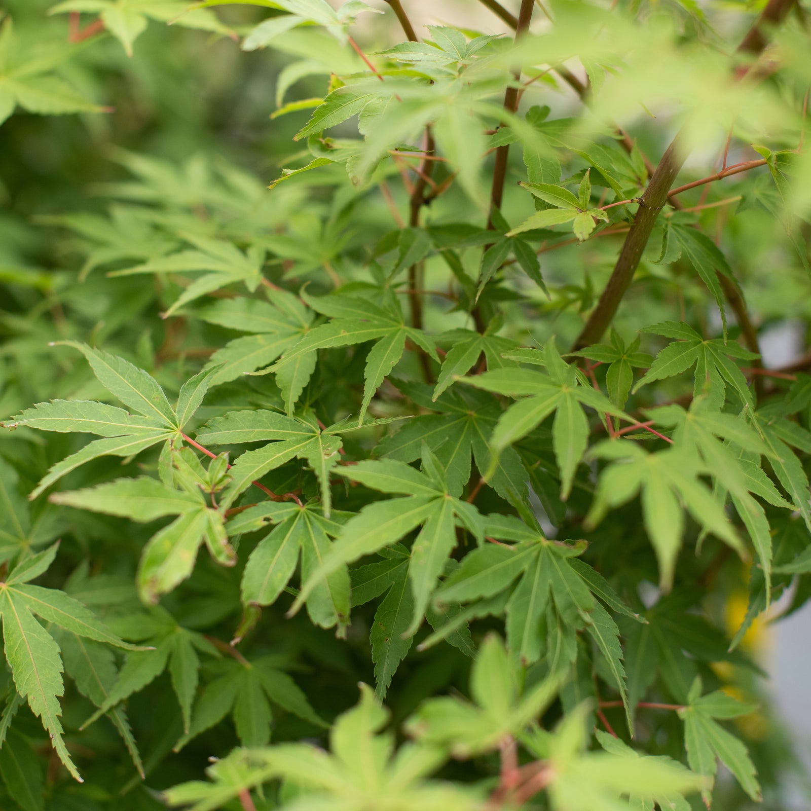 Katsura Japanese Maple