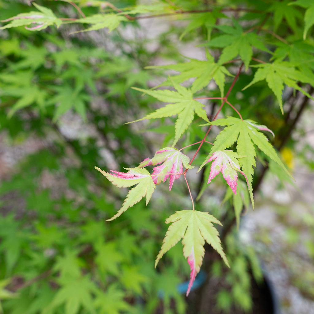 Orido Nishiki Japanese Maple  #10 CG