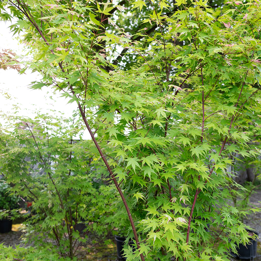 Orido Nishiki Japanese Maple  #10 CG