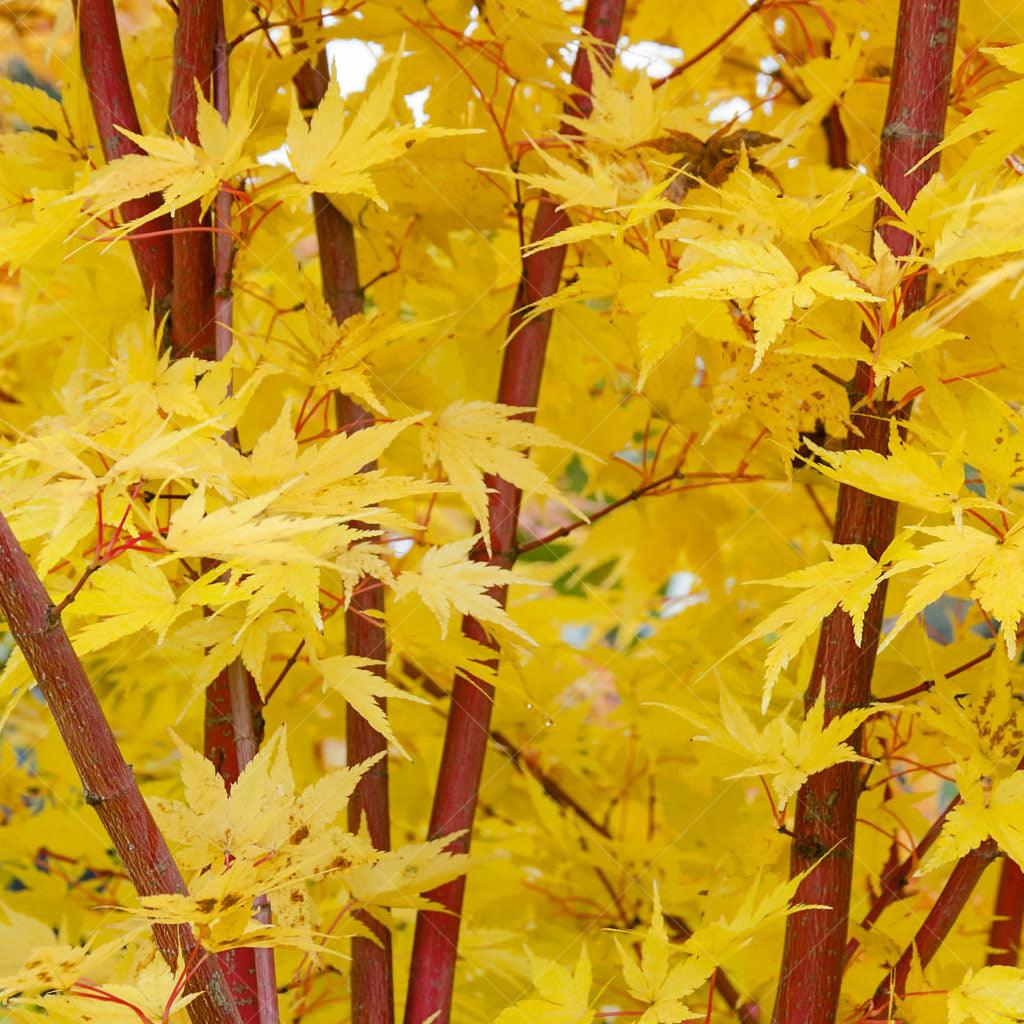 Sango Kaku Japanese Maple (Shrub)