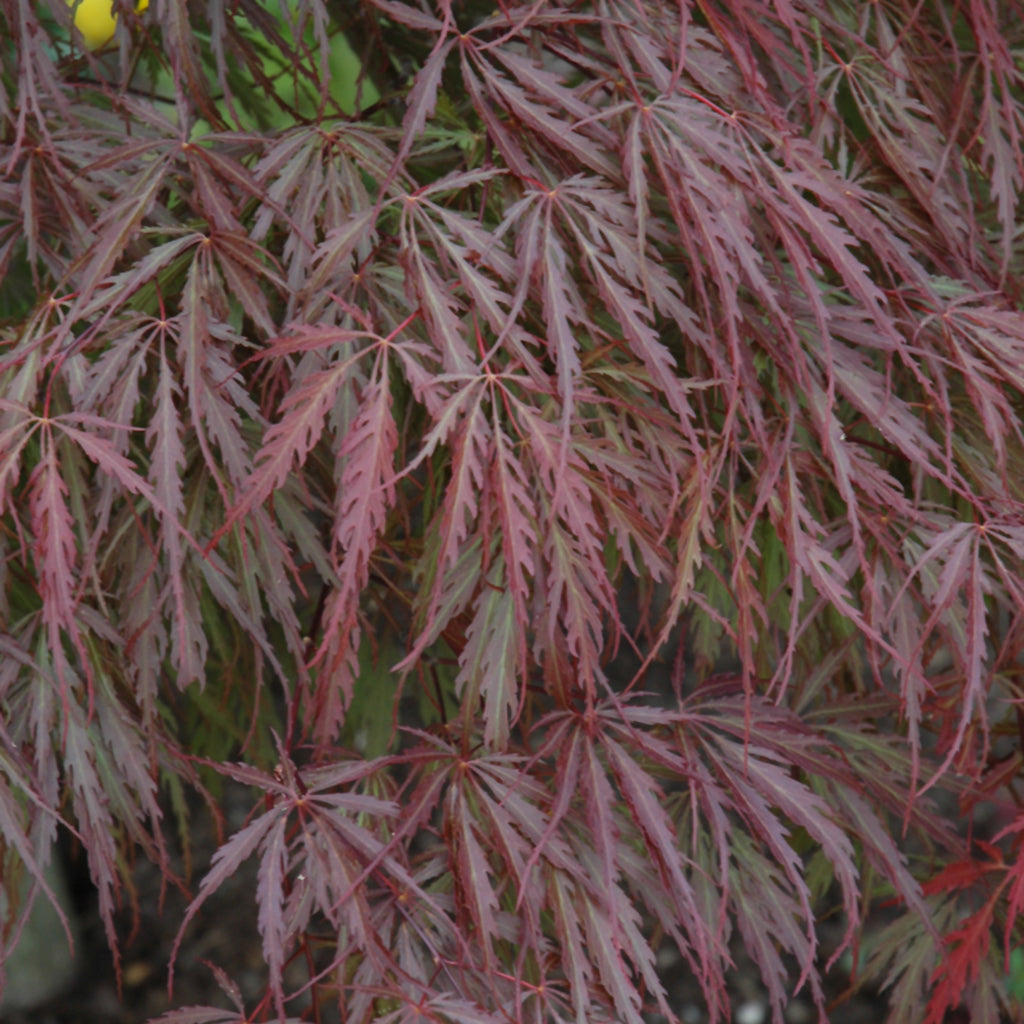 Tamukeyama Cutleaf Japanese Maple