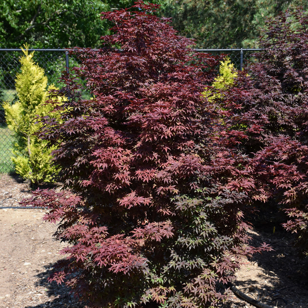 Twombly's Red Sentinel Japanese Maple # 7 125Cm Cg - Sheridan