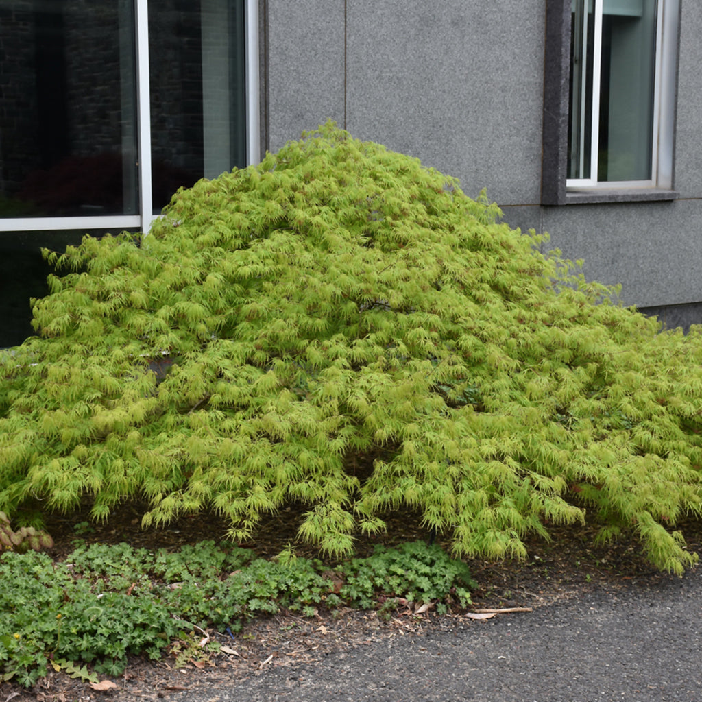 Waterfall Japanese Maple