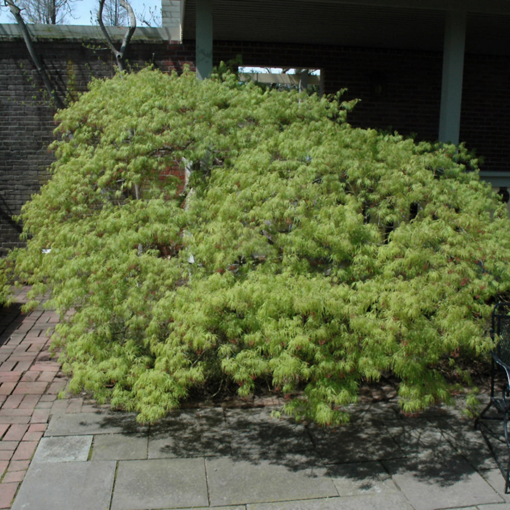 Waterfall Japanese Maple