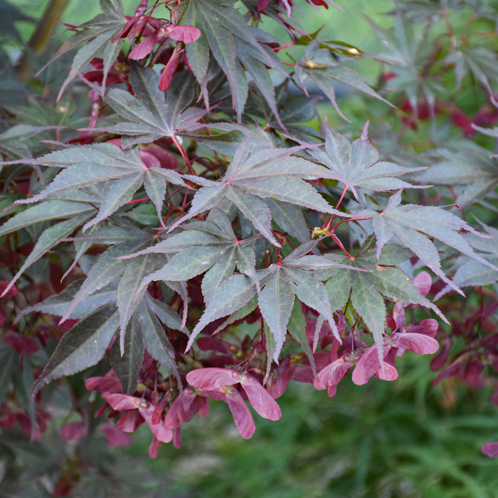 Red Dawn Fullmoon Japanese Maple #10 Cg