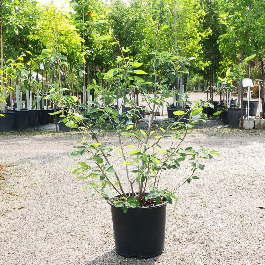 Shadblow Serviceberry (Shrub)