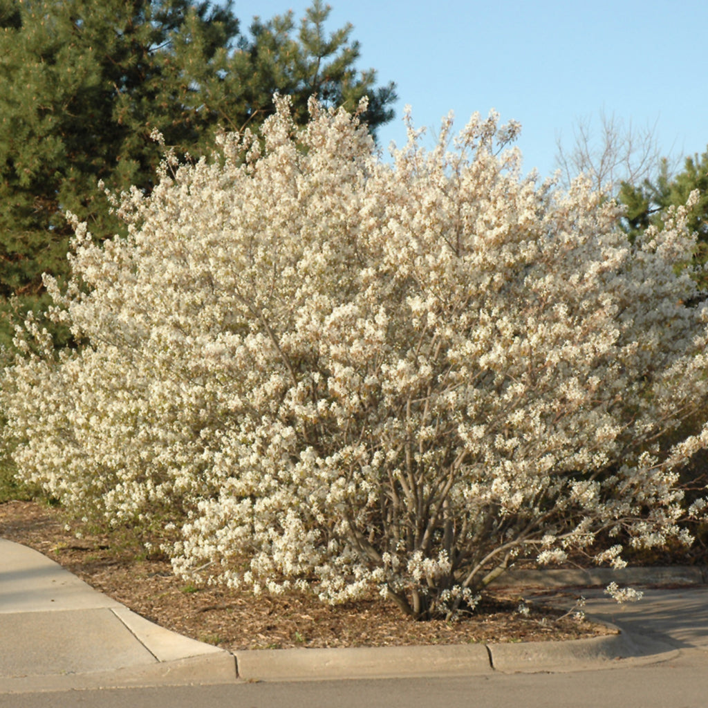 Shadblow Serviceberry (Shrub)