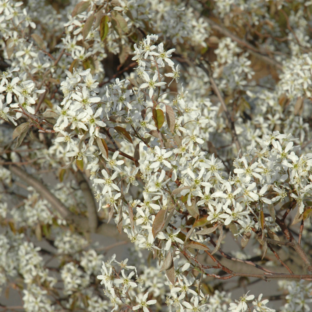 Shadblow Serviceberry (Shrub)