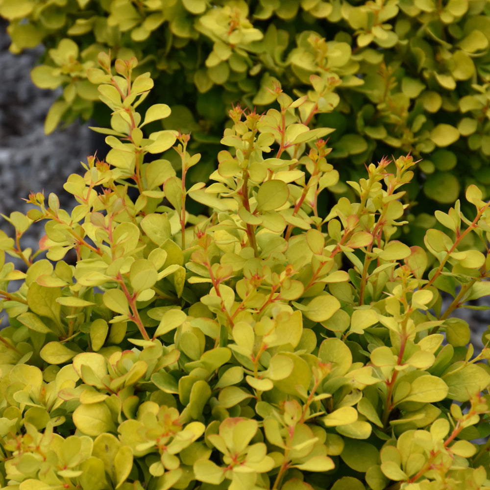 Dwarf Golden Japanese Barberry