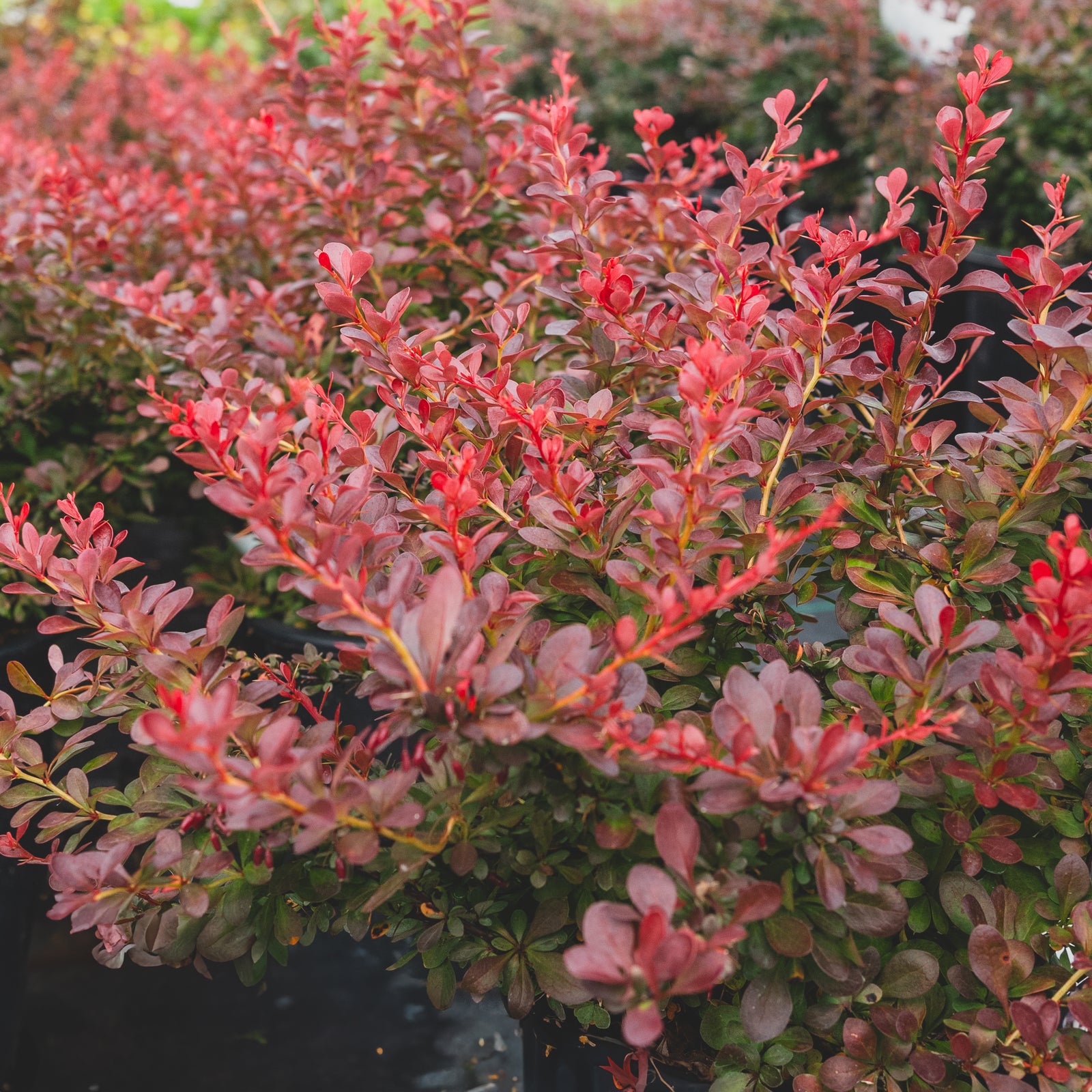 Cherry Bomb® Japanese Barberry