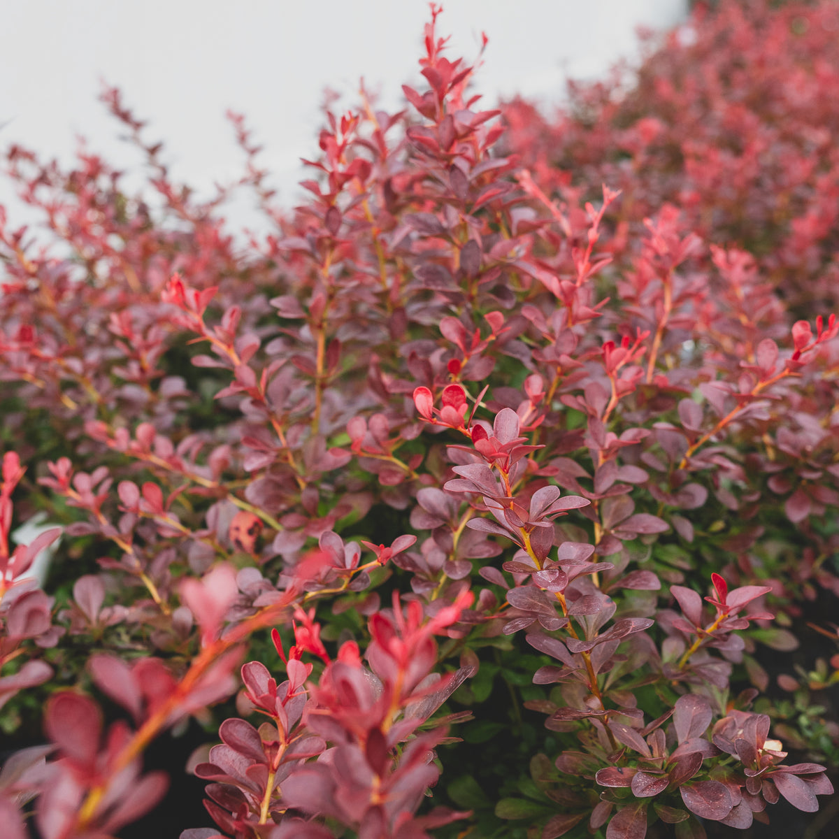 Cherry Bomb® Japanese Barberry