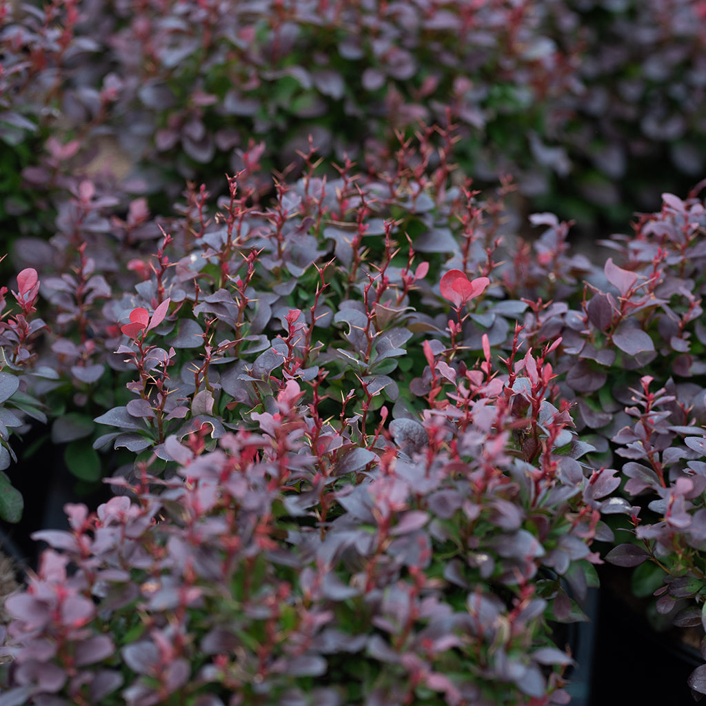 Concorde Japanese Barberry