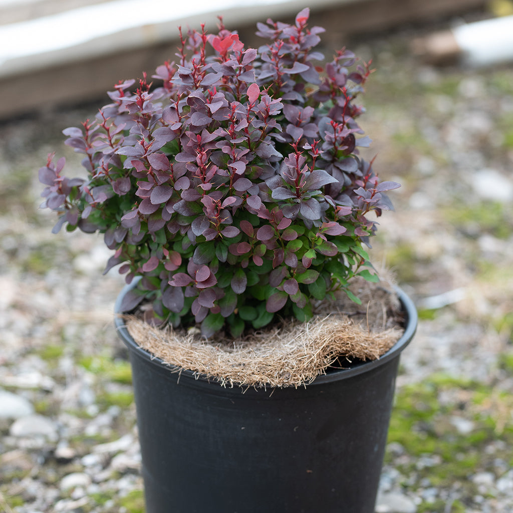 Concorde Japanese Barberry