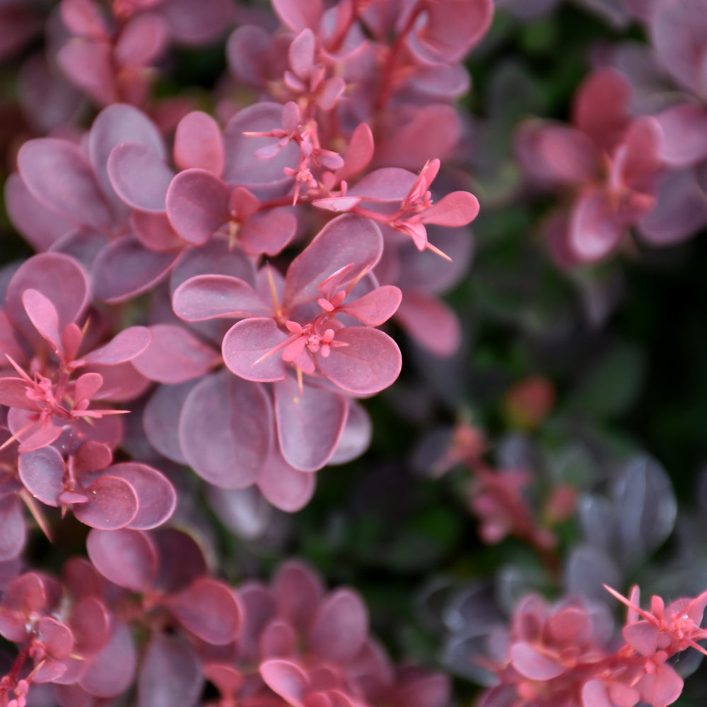 Royal Burgundy® Japanese Barberry