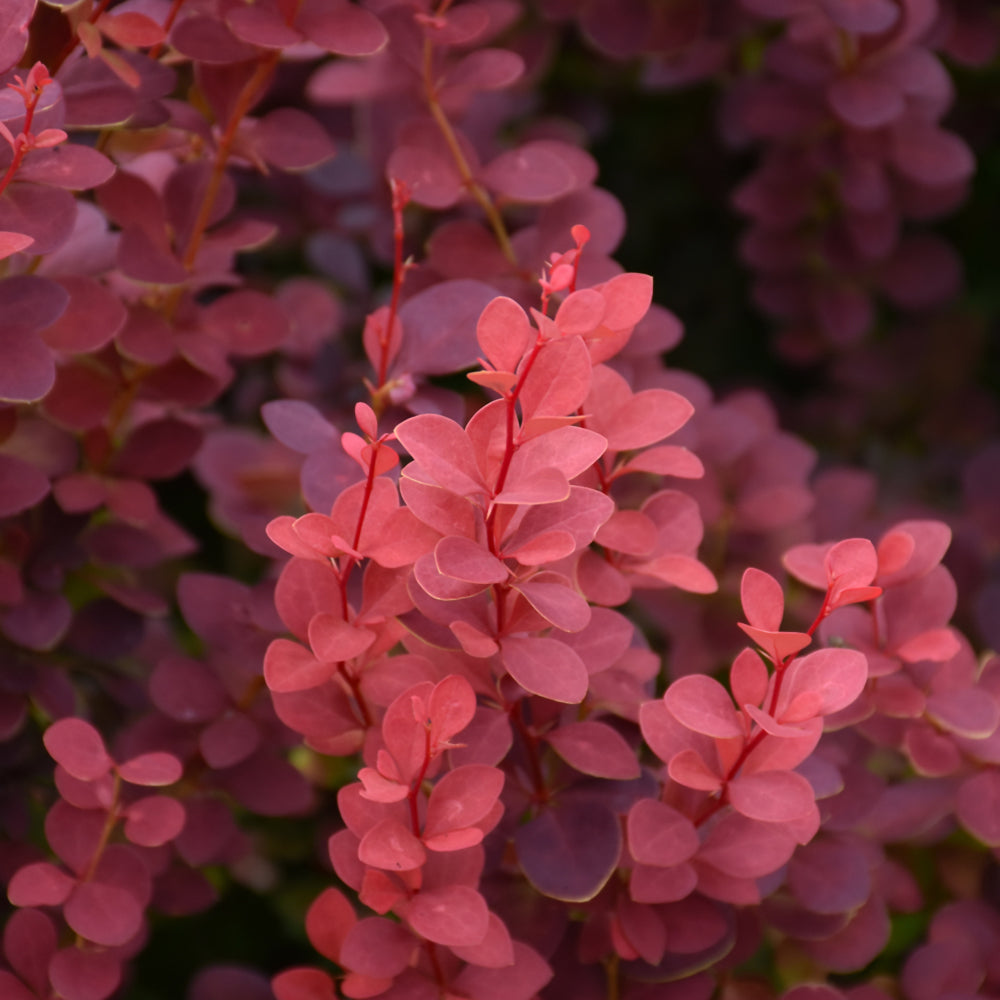 Ruby Carousel® Japanese Barberry