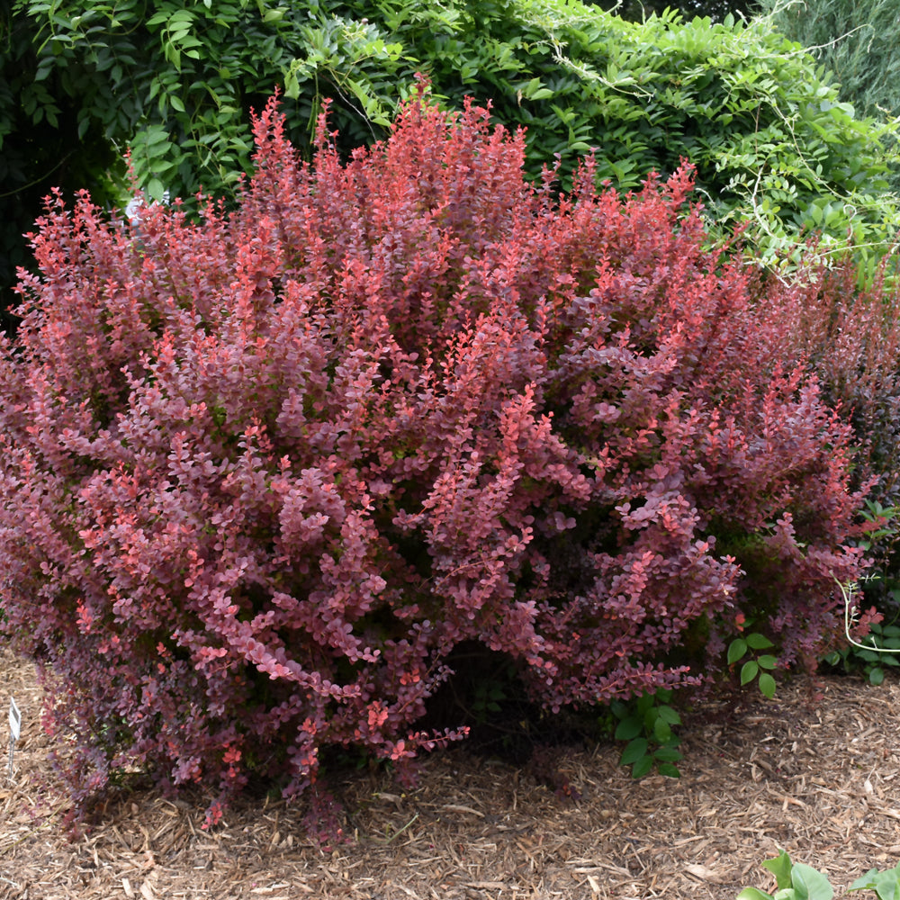 Ruby Carousel® Japanese Barberry