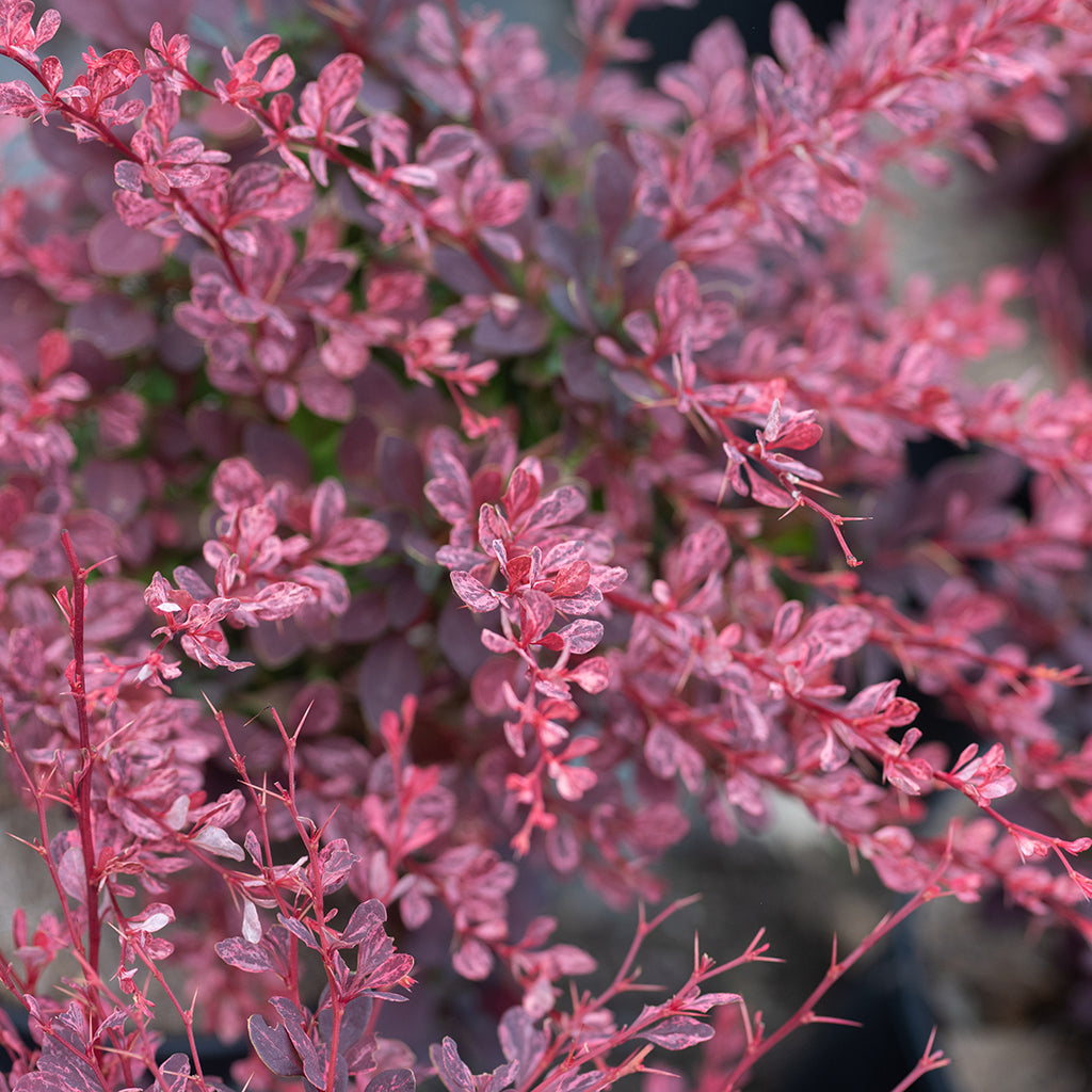 Rose Glow Japanese Barberry