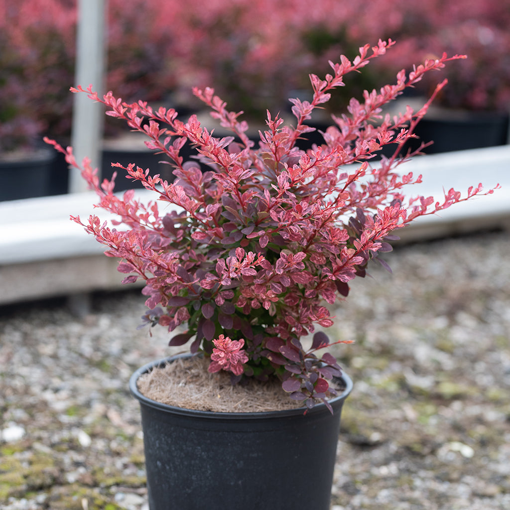 Rose Glow Japanese Barberry