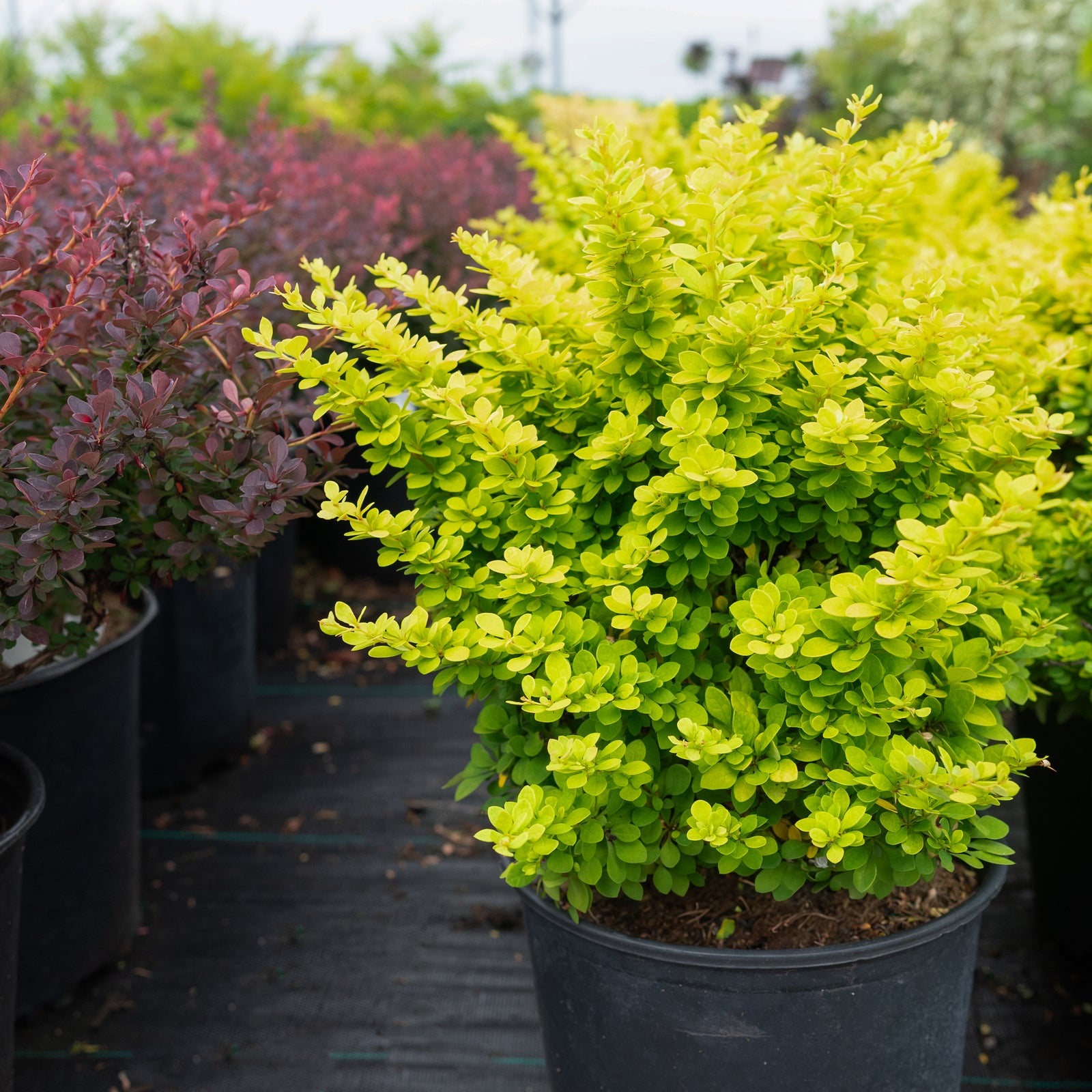 Sunsation® Japanese Barberry