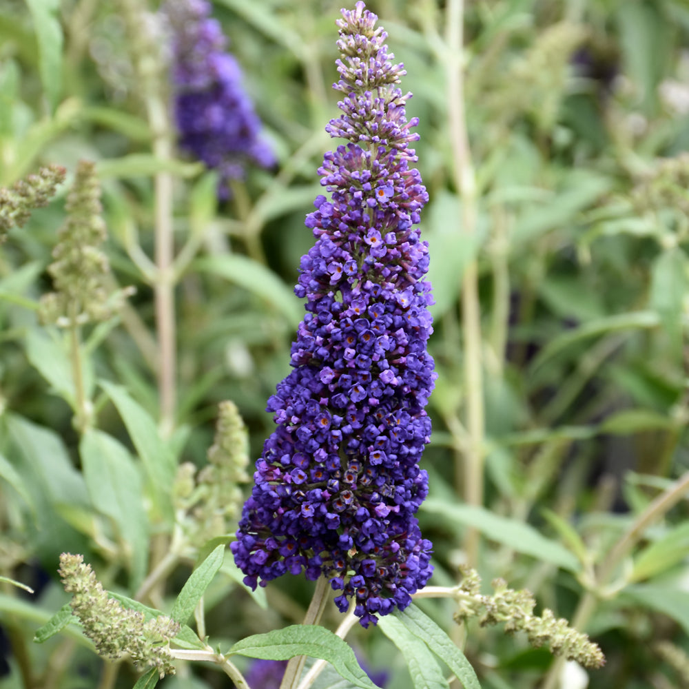 Black Knight Butterfly Bush