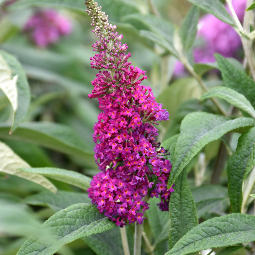 Miss Ruby Butterfly Bush PW® # 2 PW Cont