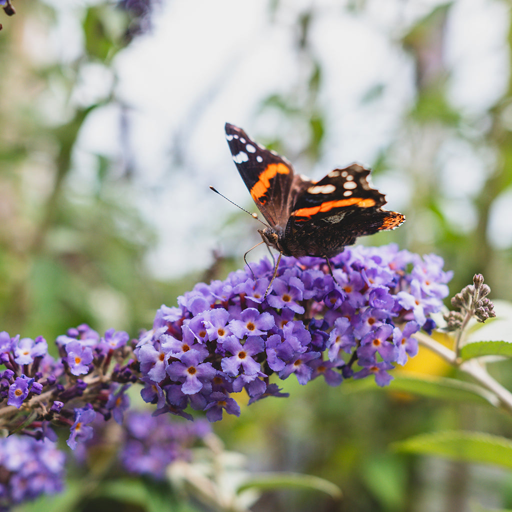 Pugster® Blue Butterfly Bush Pw® # 2 PW Cont