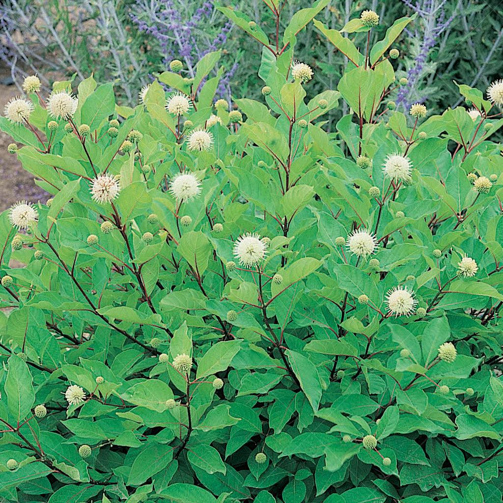 Buttonbush