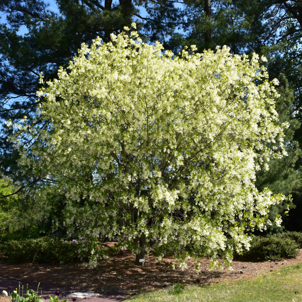 White Fringetree (Shrub)