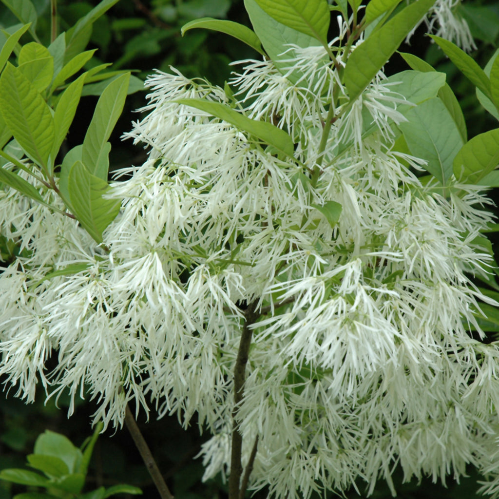 White Fringetree (Shrub)