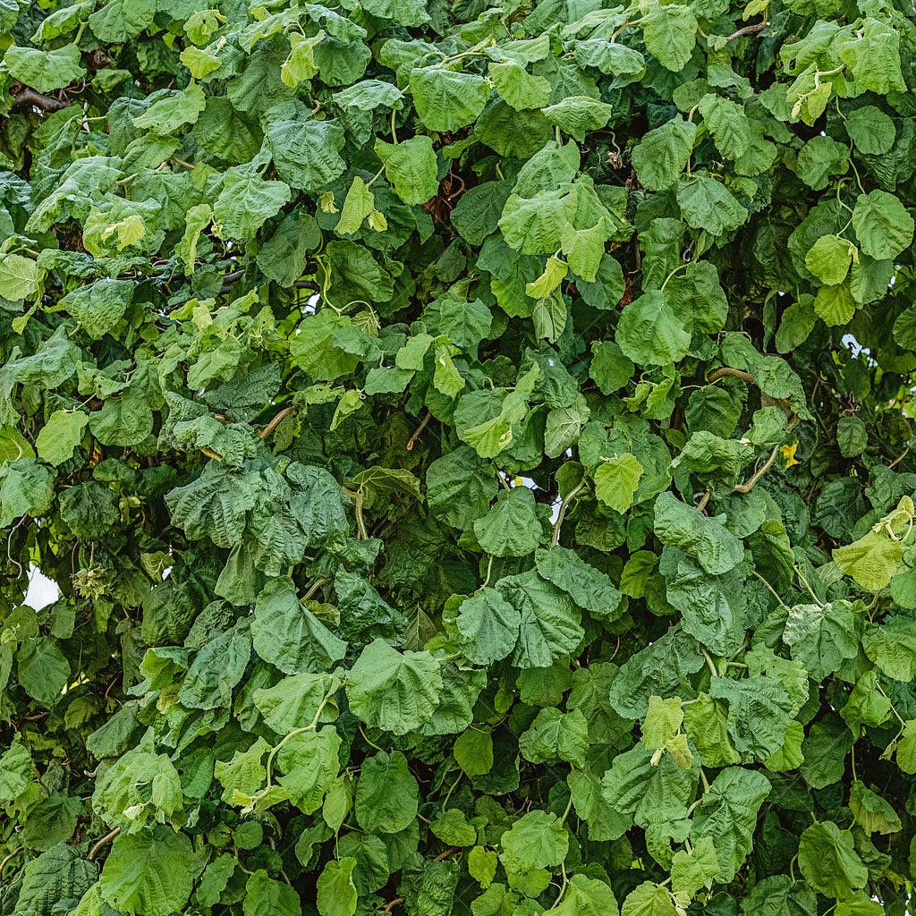 Corkscrew Hazel