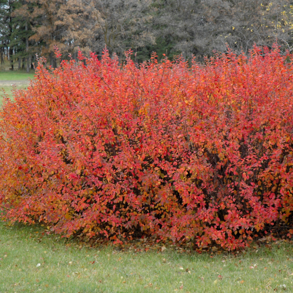 Peking Cotoneaster