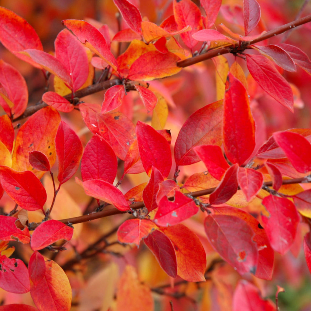 Peking Cotoneaster