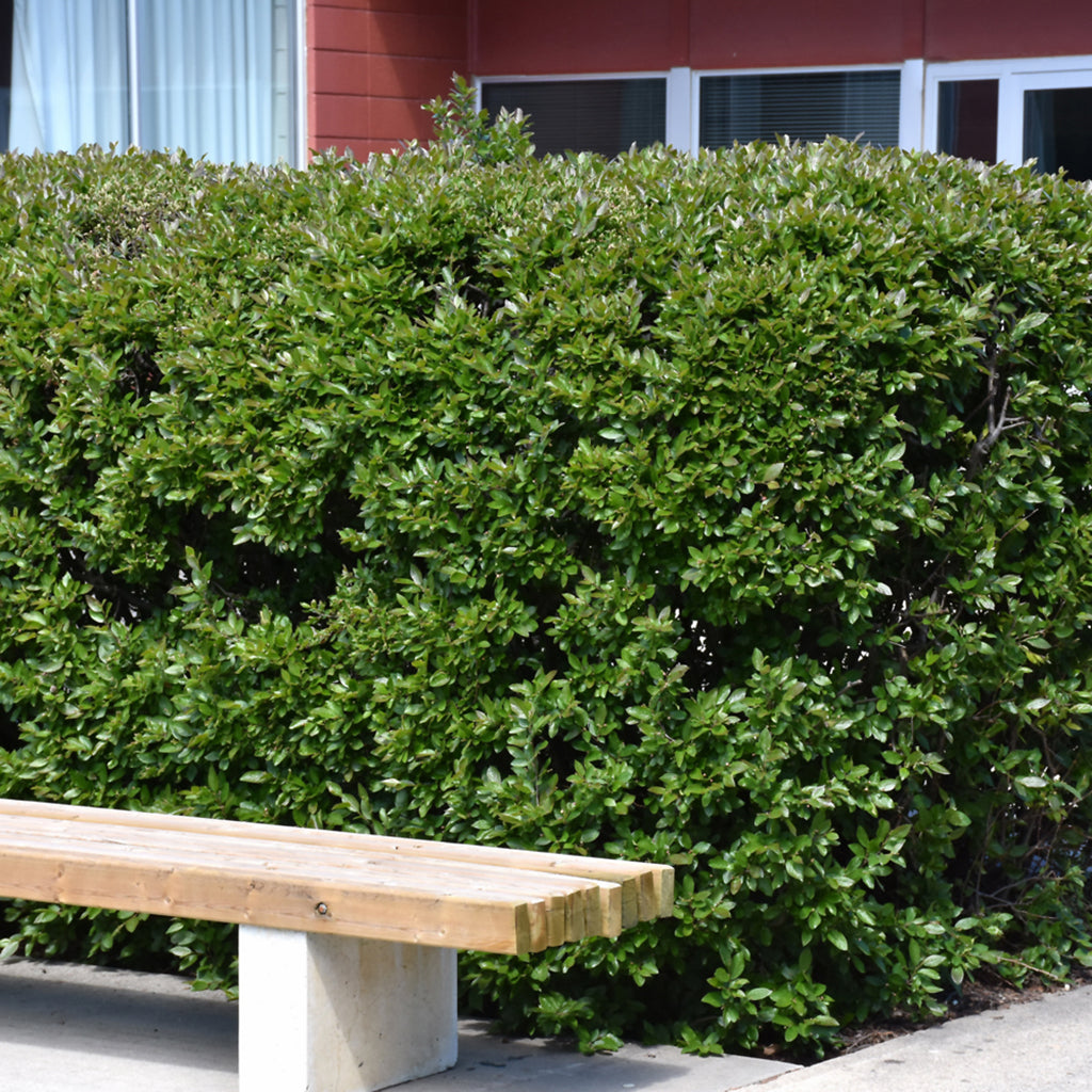 Peking Cotoneaster