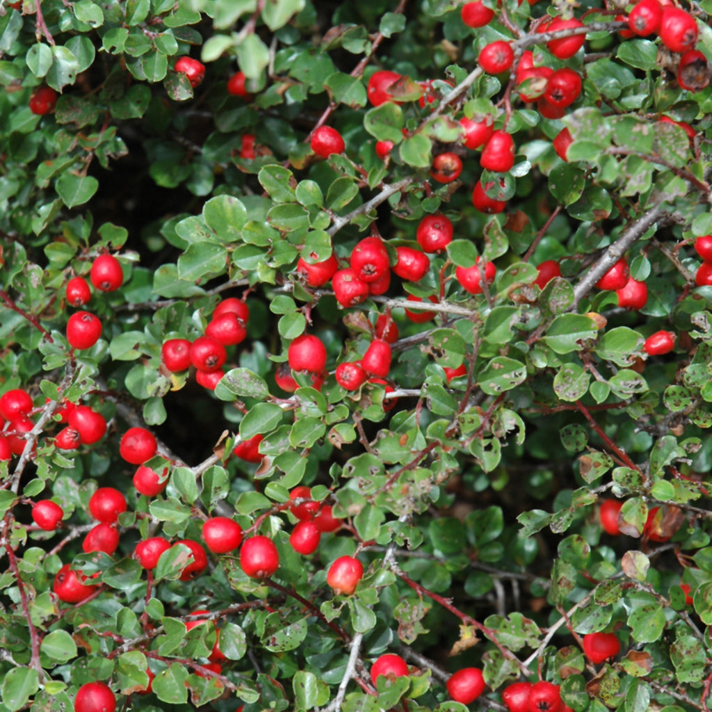 Cranberry Cotoneaster