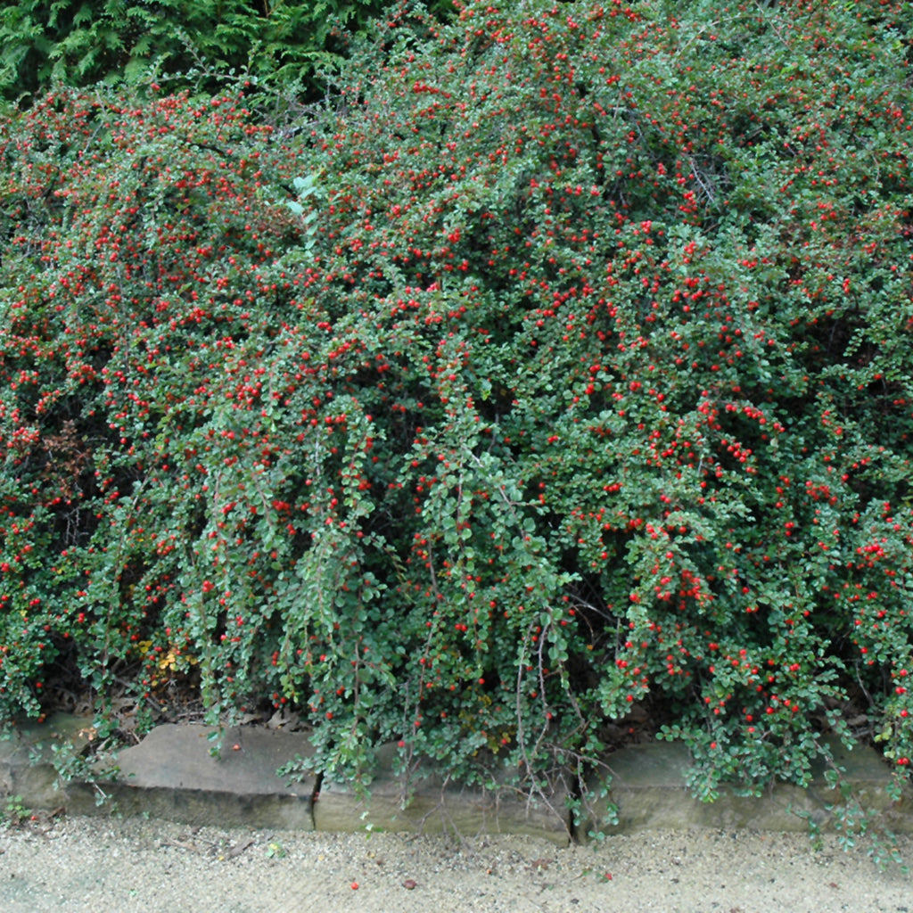 Cranberry Cotoneaster