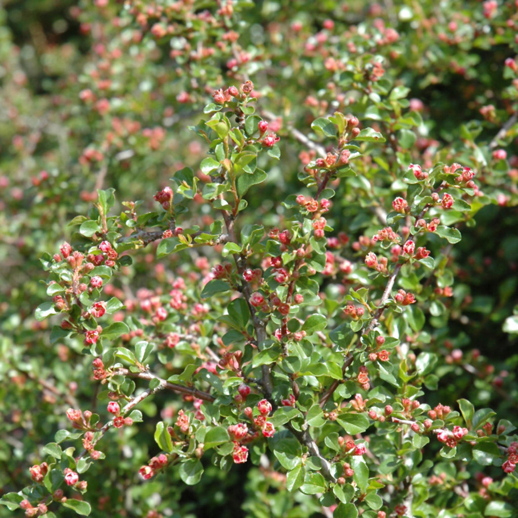 Cranberry Cotoneaster