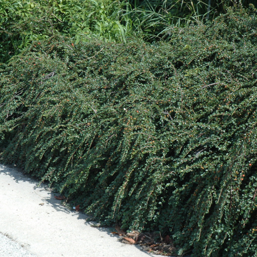 Tom Thumb Cranberry Cotoneaster