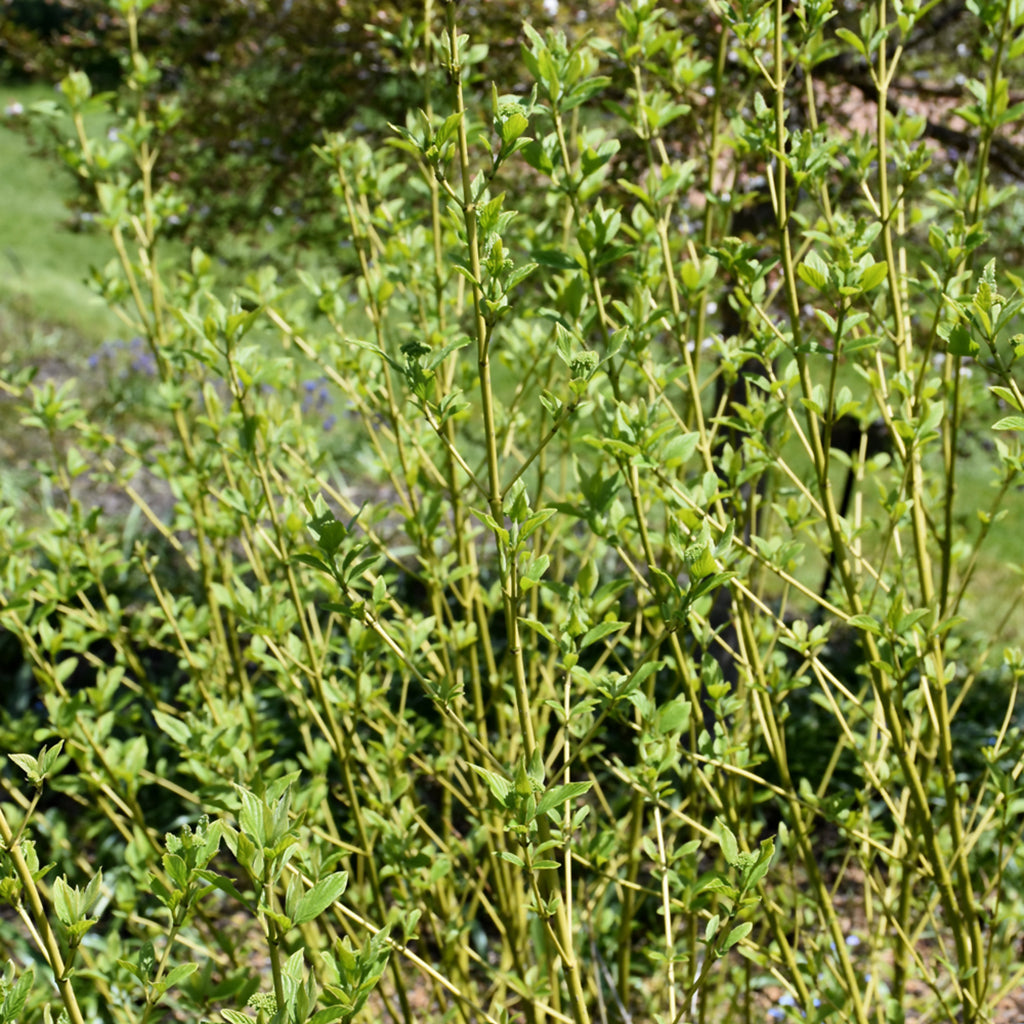 Budd's Yellow Tatarian Dogwood