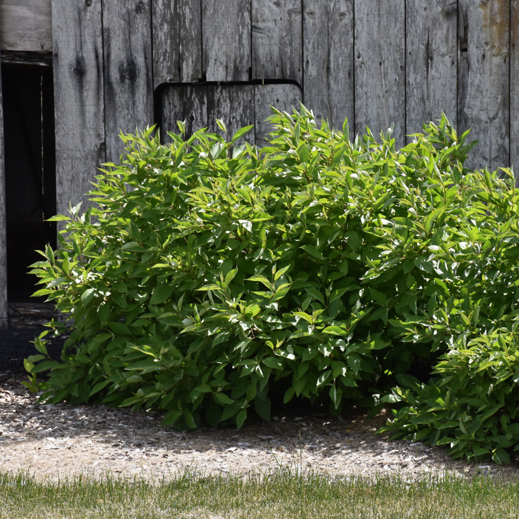Little Rebel® Dogwood