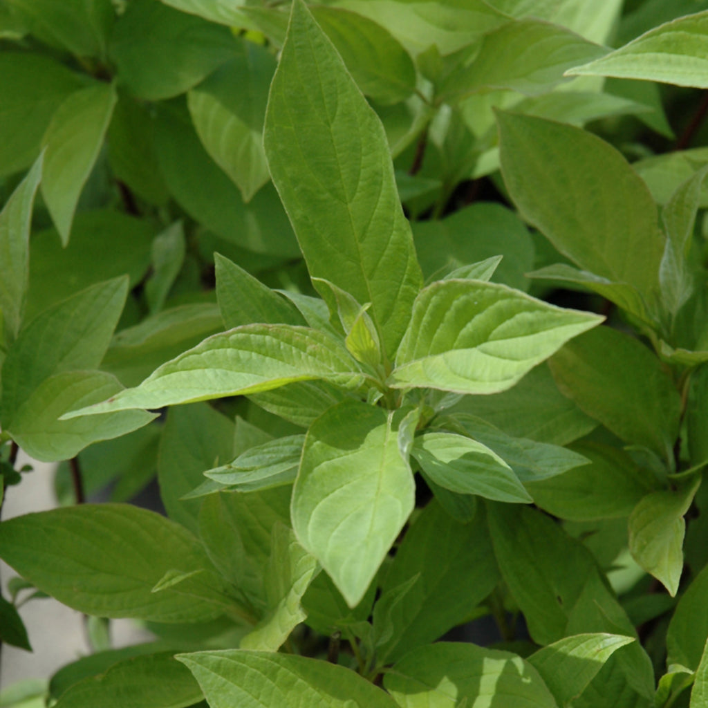 Little Rebel® Dogwood