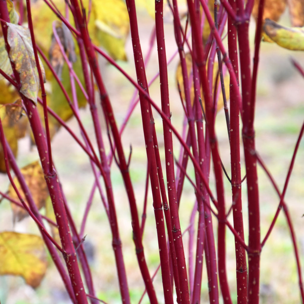 Red-Osier Dogwood